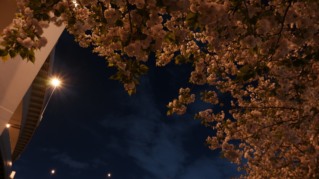 江北橋の桜
