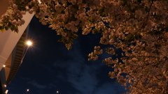 江北橋の桜