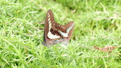 DSCF0592