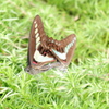DSCF0592