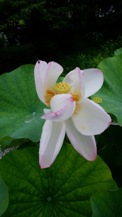 蓮華Ⅳ