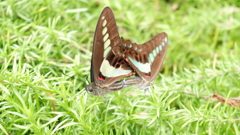 DSCF0607