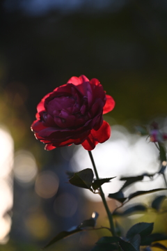 Deep Bordeaux
