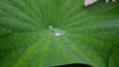 蓮華Ⅴ
