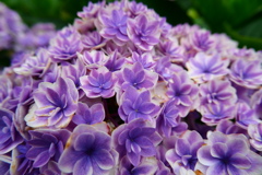 紫陽花の色