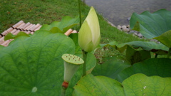 蓮華Ⅶ