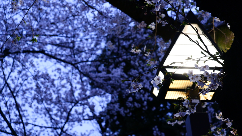 桜と街灯