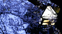 桜と街灯