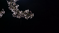 桜Ⅴ