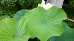 蓮華Ⅱ
