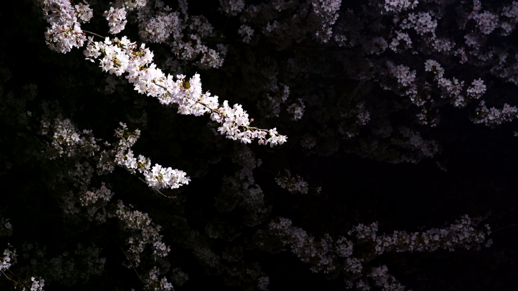桜Ⅳ