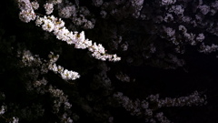 桜Ⅳ