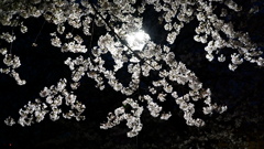桜Ⅱ