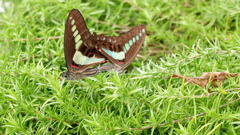 DSCF0629