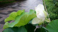 蓮華Ⅰ