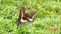 DSCF0625