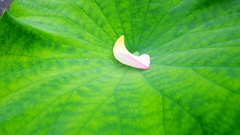 蓮華Ⅲ