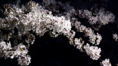 桜Ⅰ