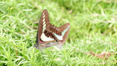 DSCF0595