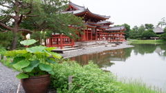 平等院Ⅱ