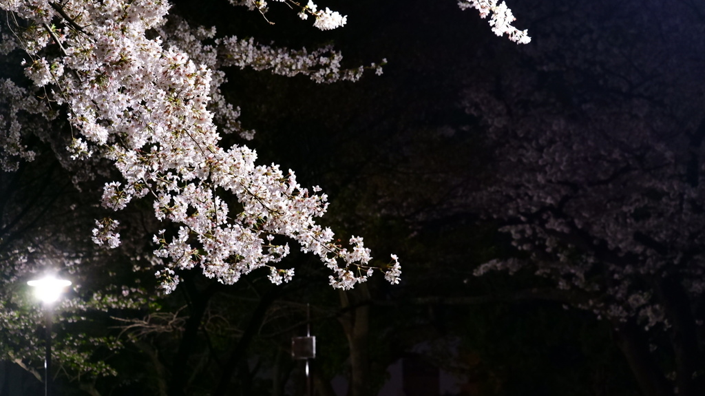 桜Ⅲ