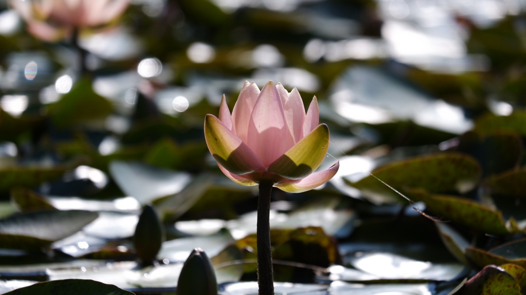 LotusⅡ