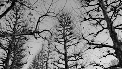 DSCF7346 