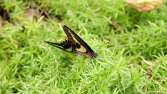 DSCF0632