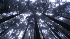 霧に包まれた森