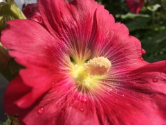 朝