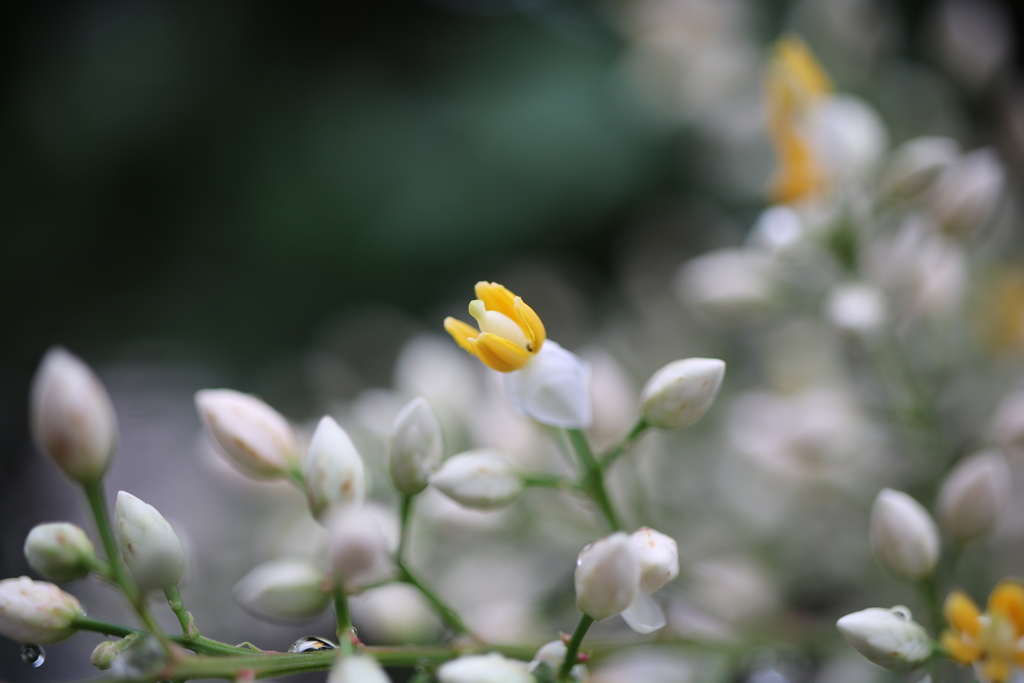 ナンテンの花