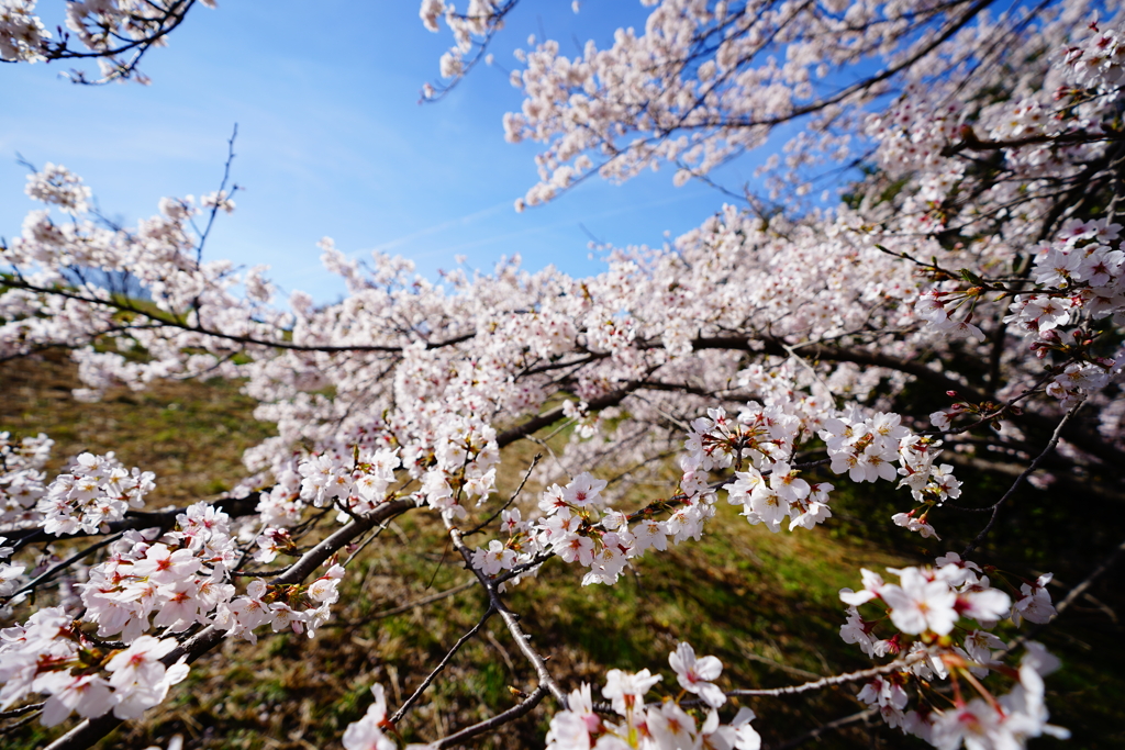 桜に呑まれて…