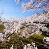 桜に呑まれて…