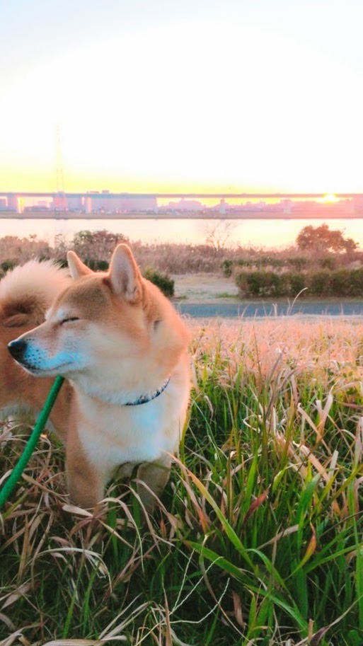 初日の出を愛犬と