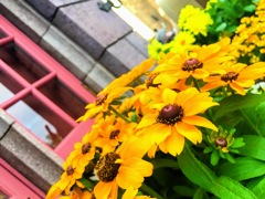 東京ディズニーランド内の花