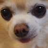 少しだけ舌をしまい忘れた犬