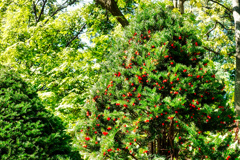 AUTUMN TREE
