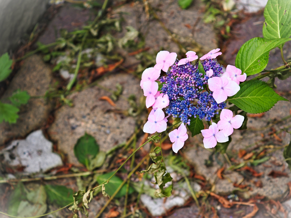 路傍の紫陽花