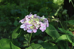 0B2082EA-D778-448C-AD0D-CF370CCF6F2B