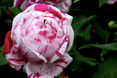 薔薇