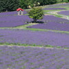 日出公園
