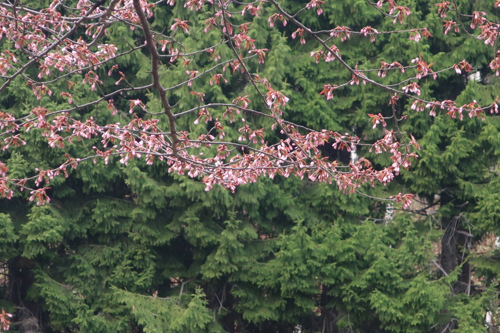 まだ蕾