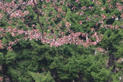 まだ蕾