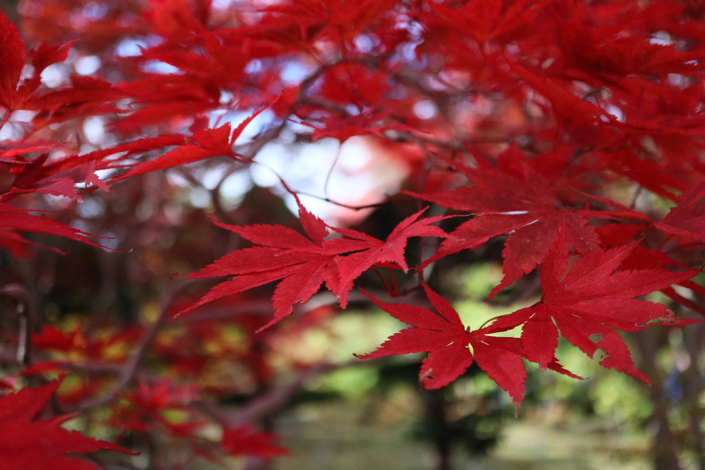 紅葉②