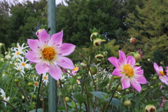 A755F97C-3206-44BD-BC39-DB46BE479783