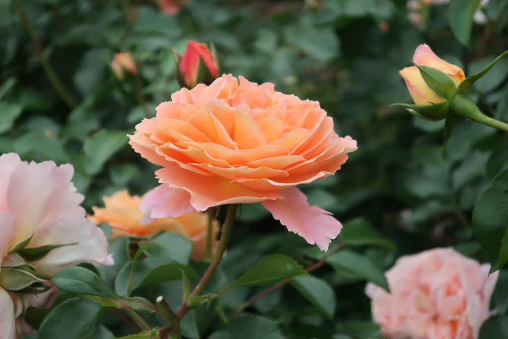 A679B580-CB91-4B4F-B567-E633CCA6732E