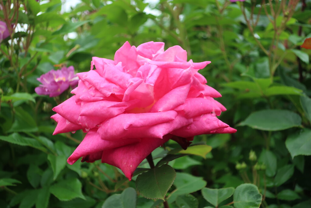 薔薇