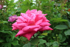 薔薇