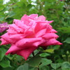 薔薇
