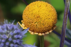 花？
